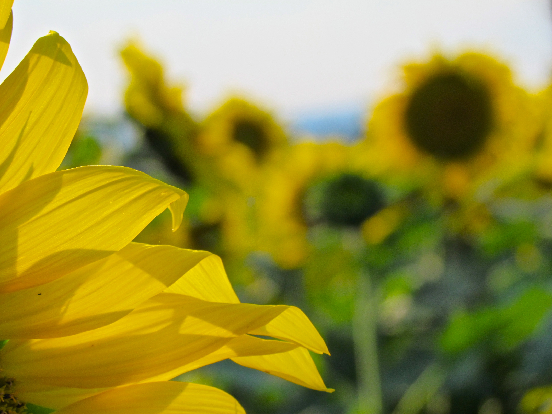 Photo: Sunflower field. Author: Audrey. Source: WikiCommons: https://commons.wikimedia.org/wiki/File:Sunflower_Field_(7848036314).jpg